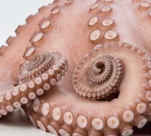 imagen de producto Pulpo